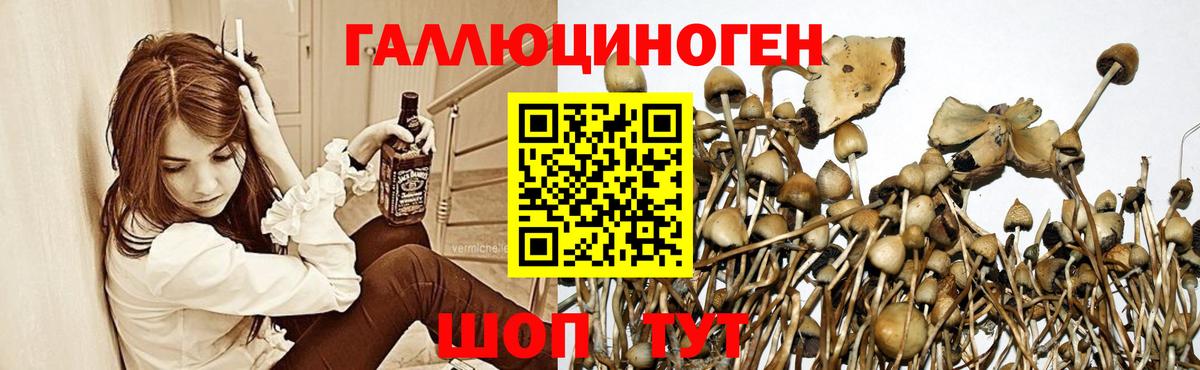 Семилуки  даркнет сайт  Вход с VPN  Псилоцибиновые грибы GOLDEN TEACHER 